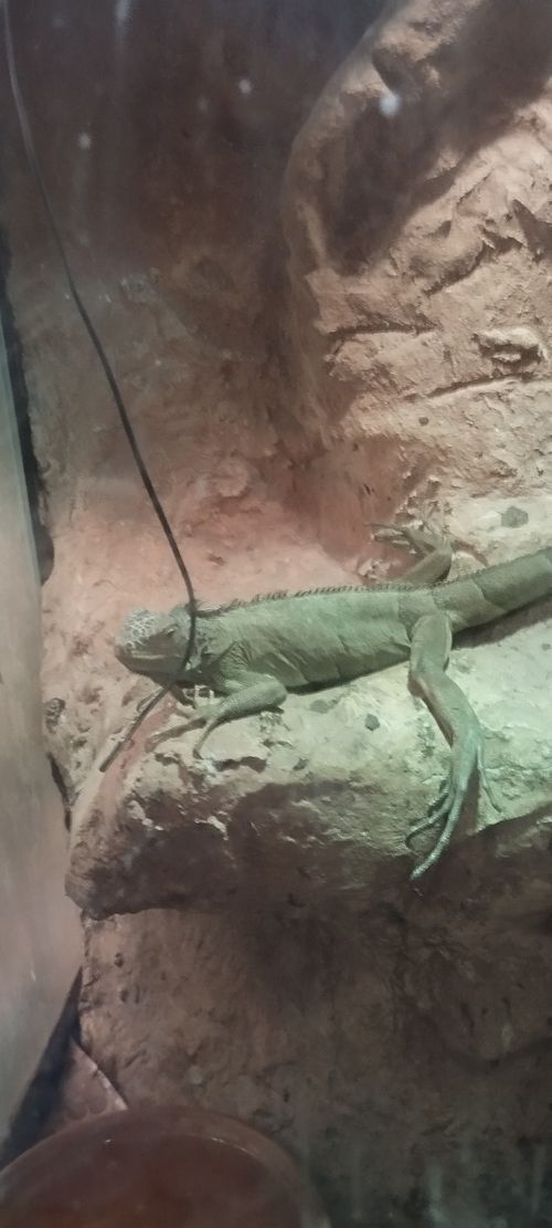 Free Green Iguana Stock Photo