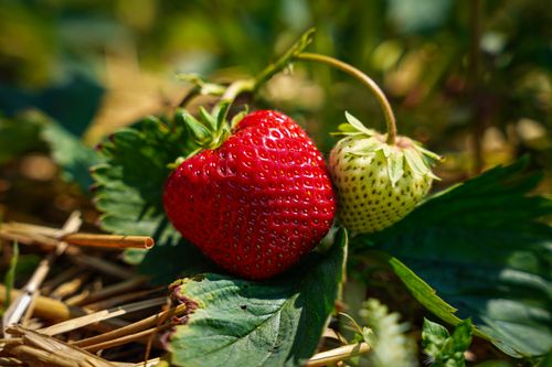 Free Fresh ripe and unripe strawberries on green leaves in a garden, showcasing organic farming. Stock Photo