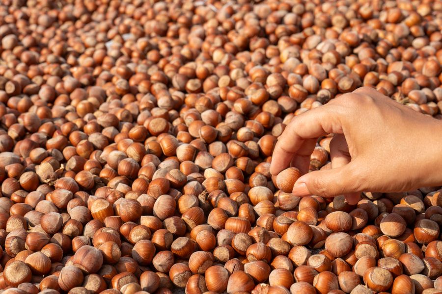 Hazelnut harvesting in Türkiye