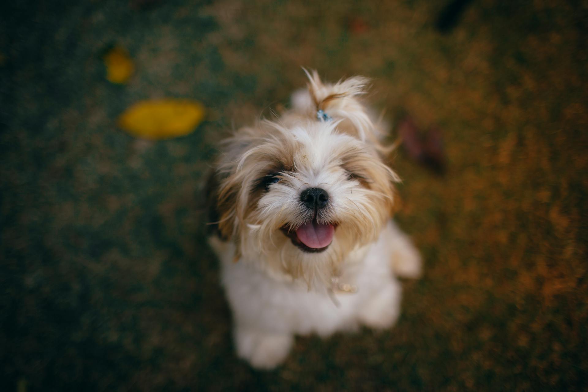 Long-coated White and Brown Dog