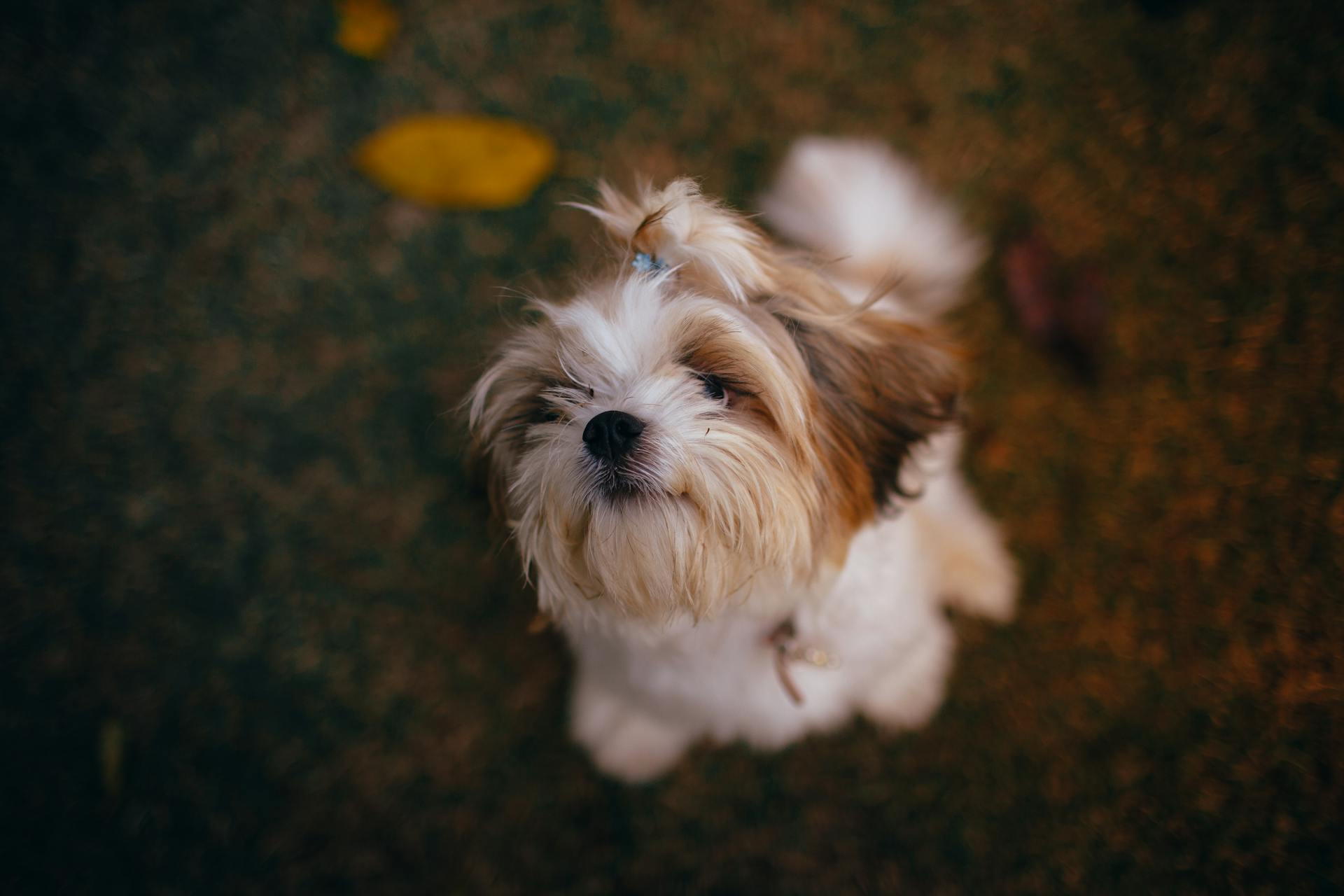 From above of funny shaggy mixed color Shih Tzu with scrunchy sitting on ground and looking at camera during stroll