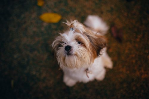 Free From above of funny shaggy mixed color Shih Tzu with scrunchy sitting on ground and looking at camera during stroll Stock Photo