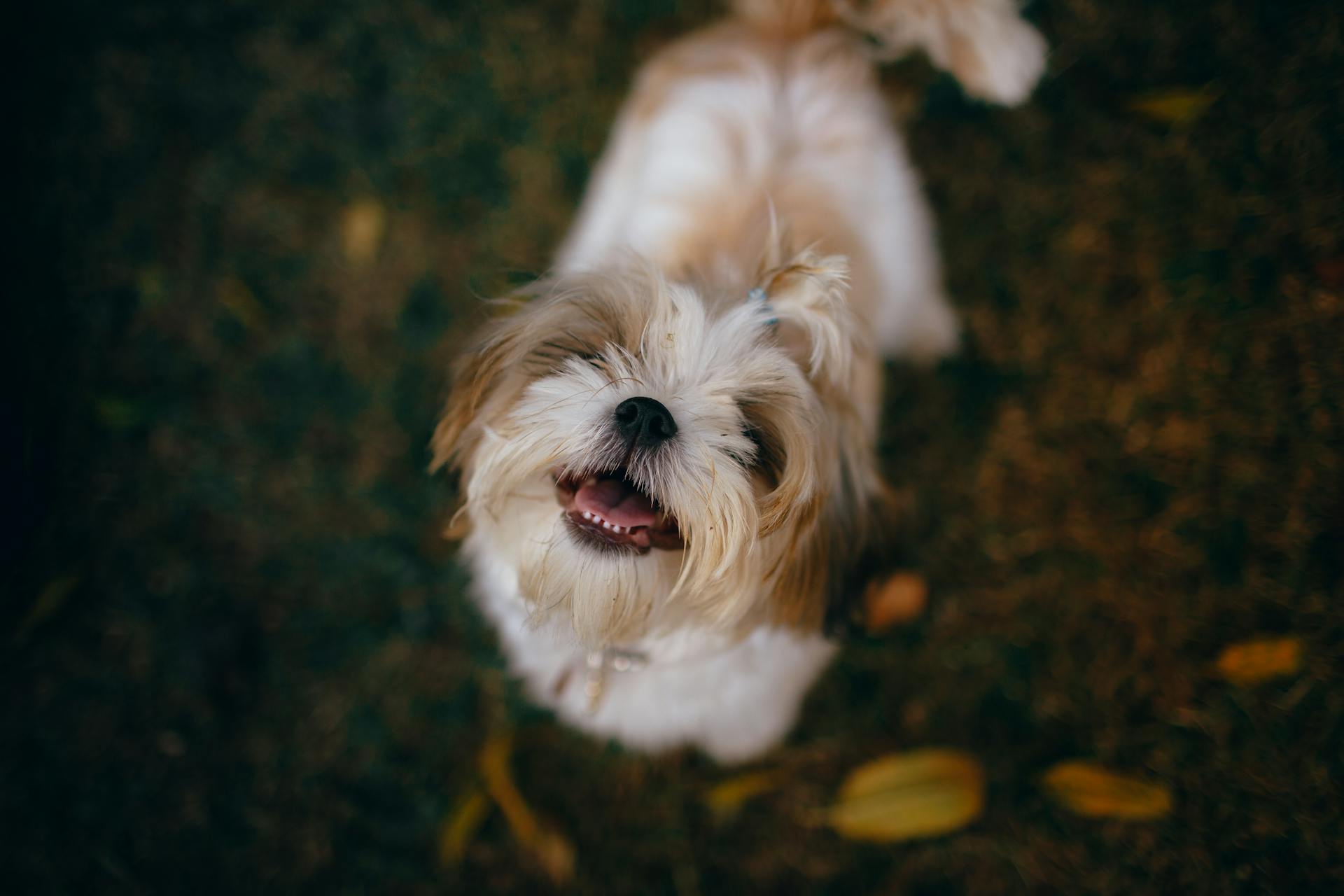 Charming tiny fluffy dog standing on ground