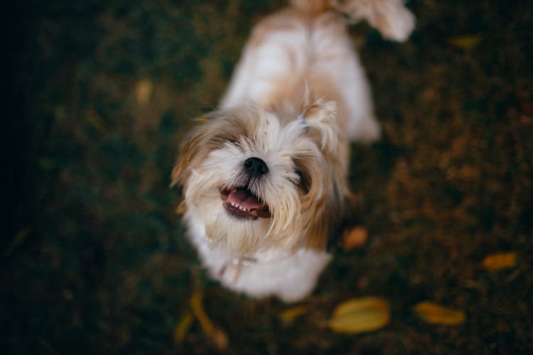 Charming Tiny Fluffy Dog Standing On Ground