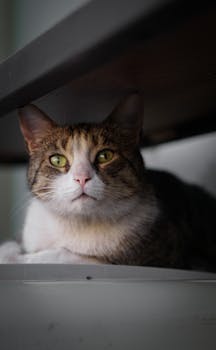 Charming calico cat with striking eyes sitting comfortably indoors. Perfect for cat lovers.