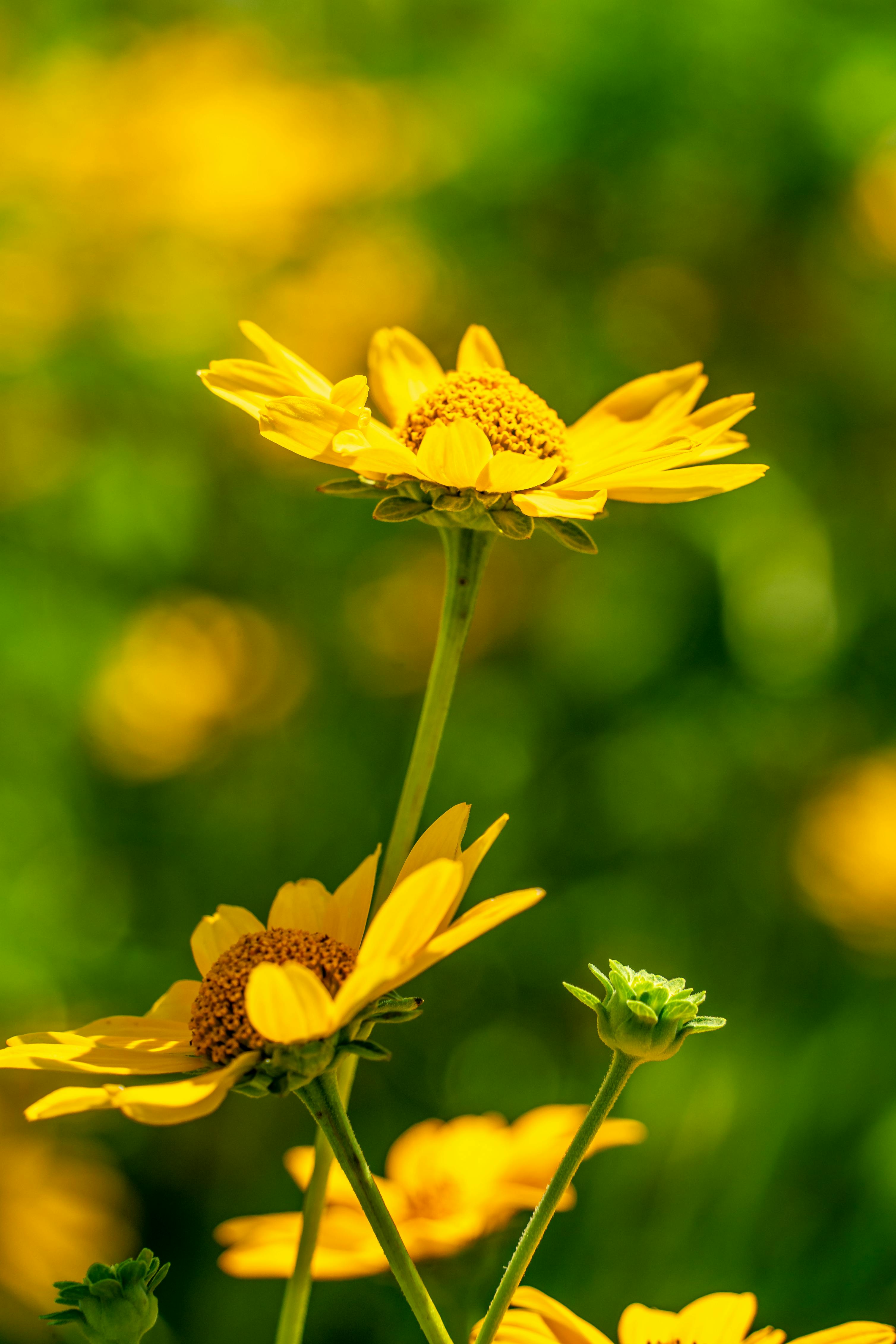 Close-up of a Yellow Flower · Free Stock Photo, image size:3016x4522