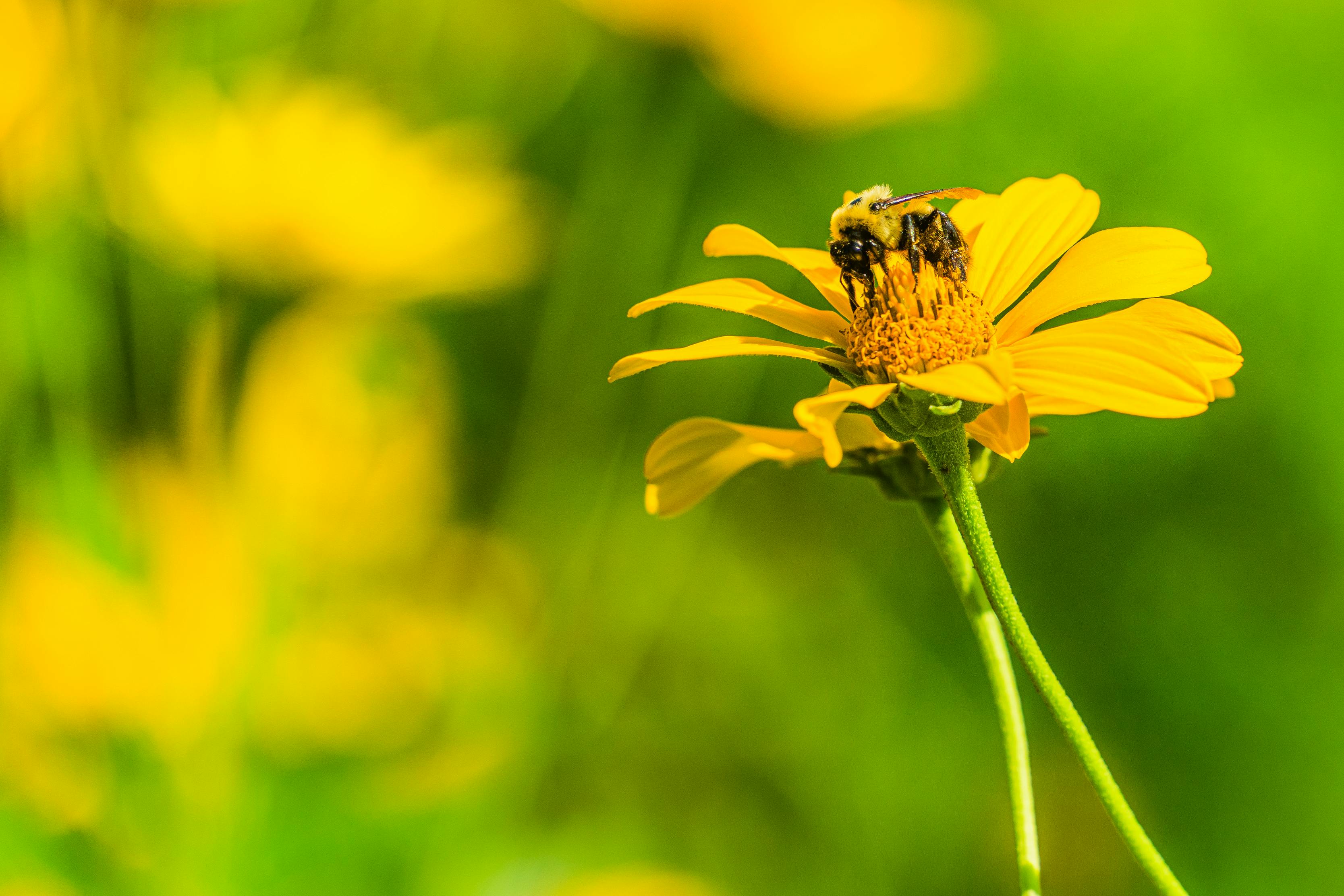 ## Best Practices for API Protection