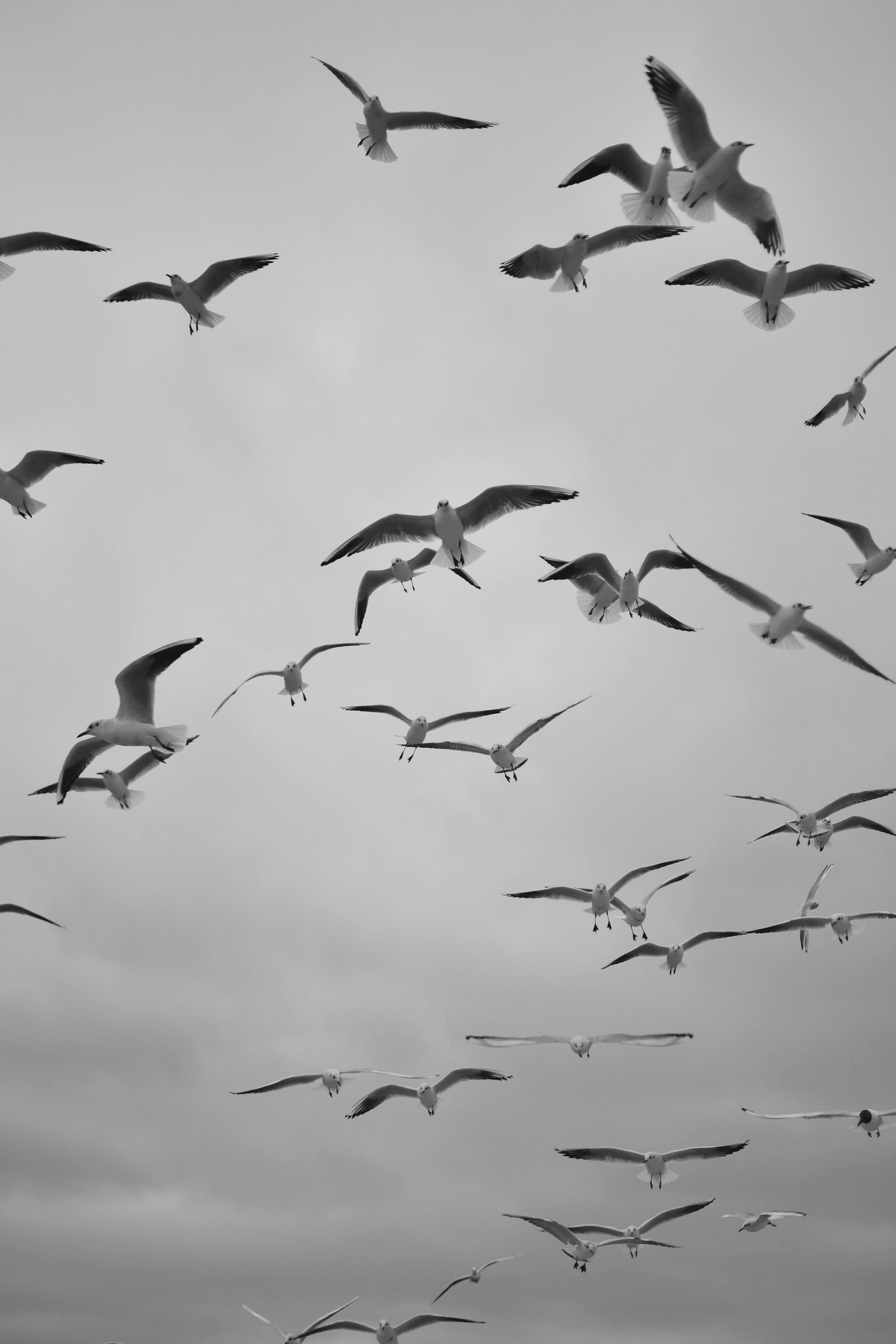 Flock of seagulls flying across a dramatic cloudy sky, showcasing freedom and nature's beauty.