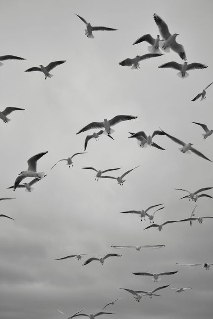 Flock of seagulls flying across a dramatic cloudy sky, showcasing freedom and nature's beauty.