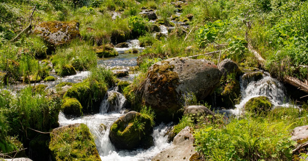 Scenic Stream in Zakopane Forest, Poland · Free Stock Photo
