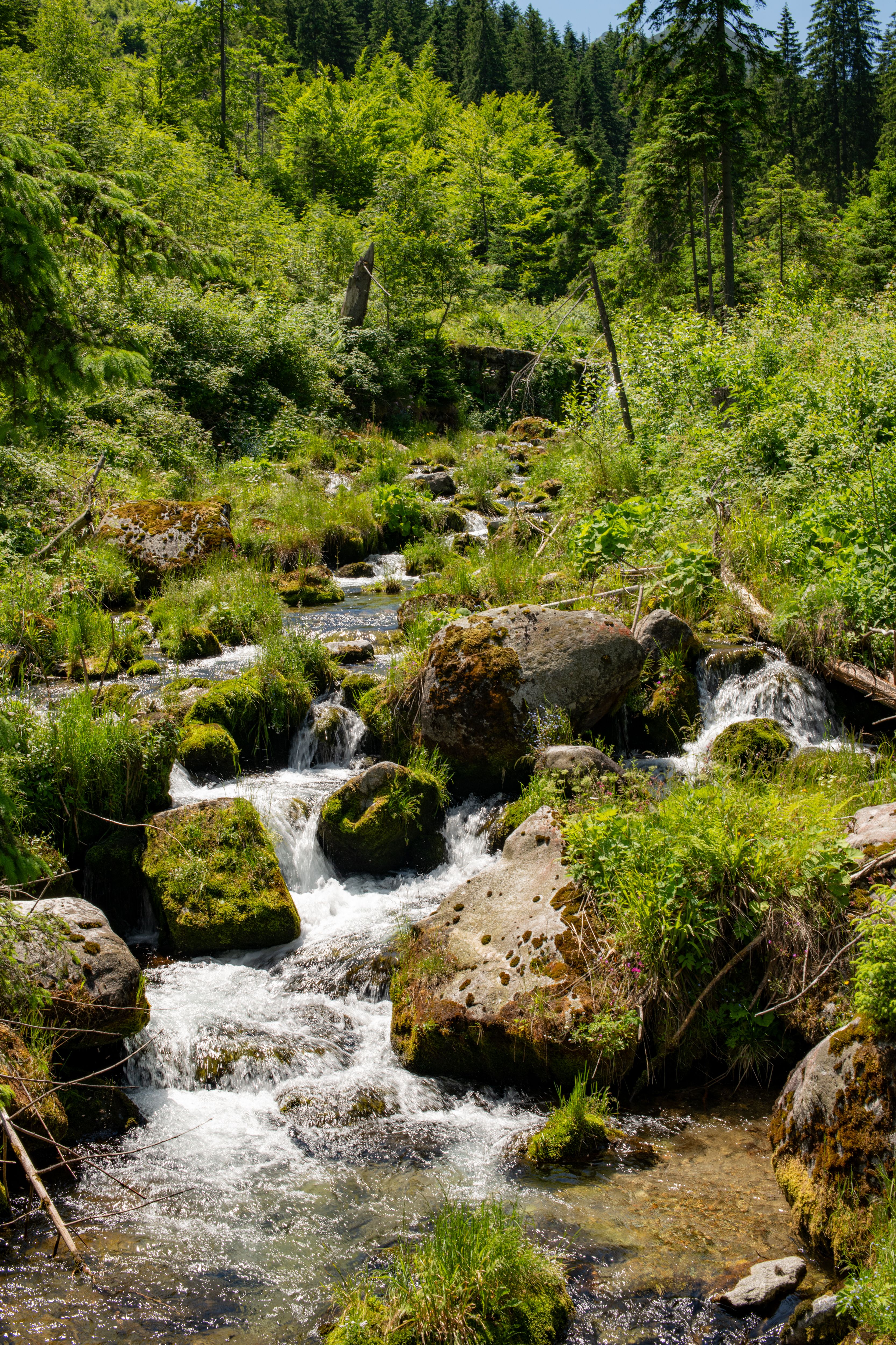 Scenic Stream in Zakopane Forest, Poland · Free Stock Photo
