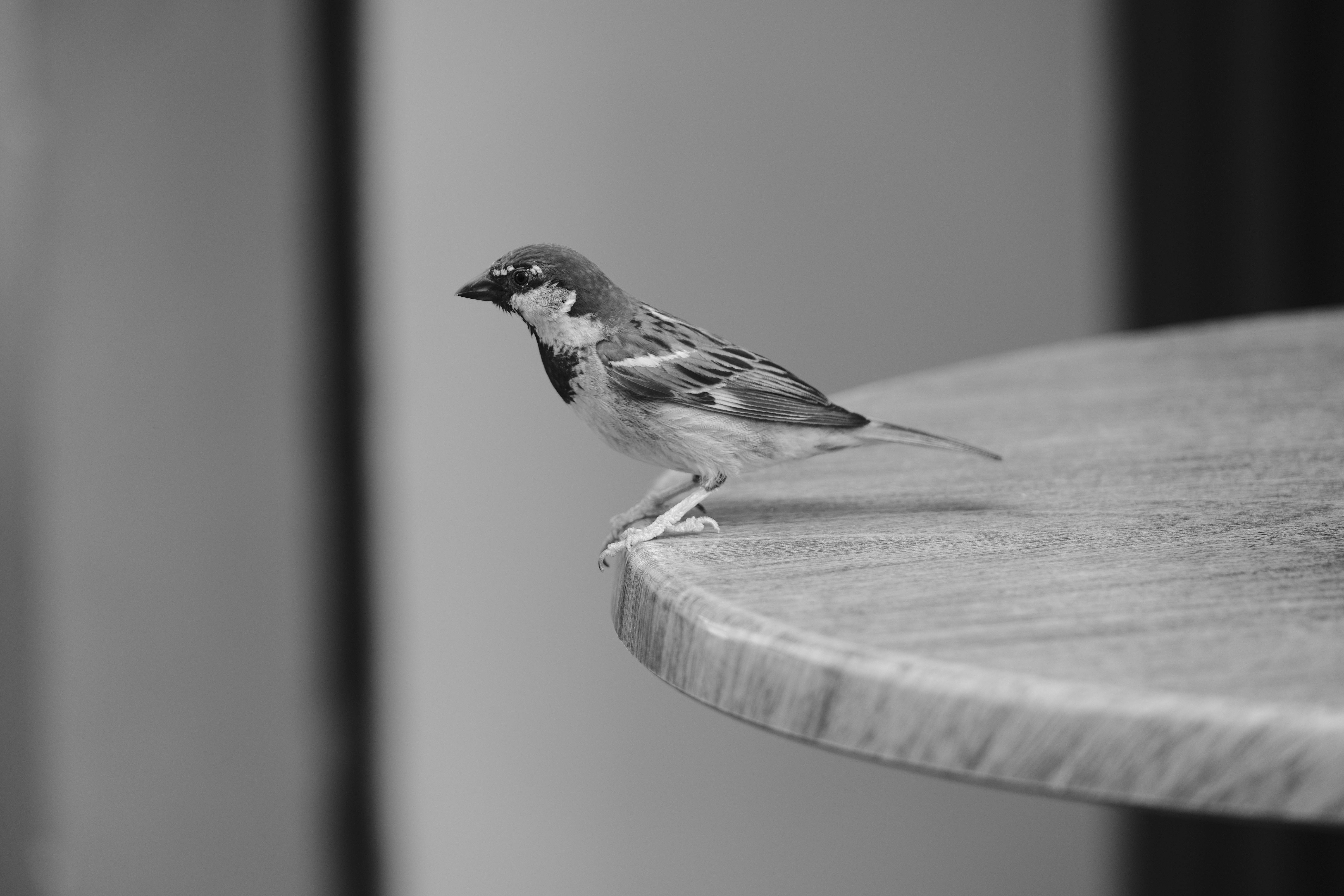 알리익스프레스 캠핑의 완벽한 동반자 초경량 테이블 추천 관련 이미지