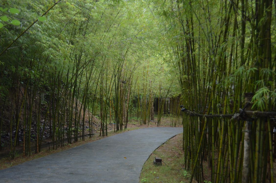 Serene Pathway Through Lush Bamboo Forest  Free Stock Photo