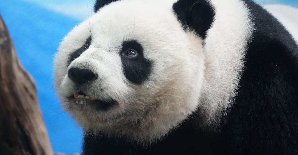 黑熊阿里曼 西肯二度野放 科技追蹤守護山林和平