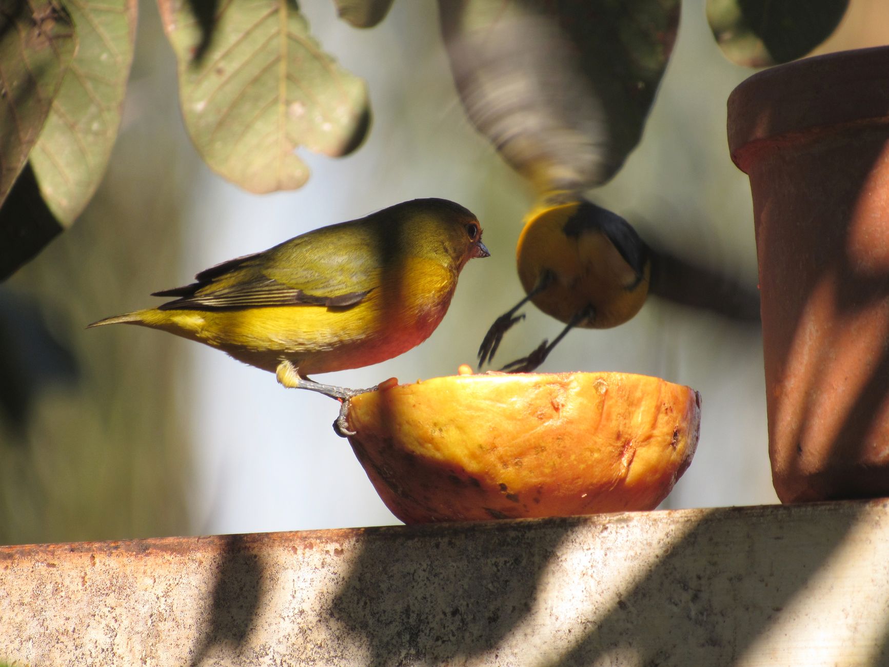 Two vibrant birds perch and enjoy fruit in a sunlit outdoor setting. — free online jigsaw puzzle on JigsawPuzzlesFreeOnline.org