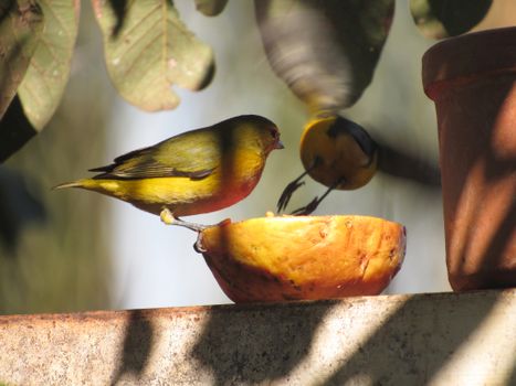 Two vibrant birds perch and enjoy fruit in a sunlit outdoor setting., free online jigsaw puzzle on JigsawPuzzlesFreeOnline.org