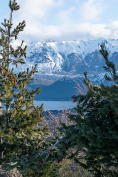 Capture of snowy mountains overlooking a serene lake, framed by pine trees.