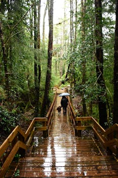 A peaceful rainy day walk along a wooden path in the forest with an umbrella.