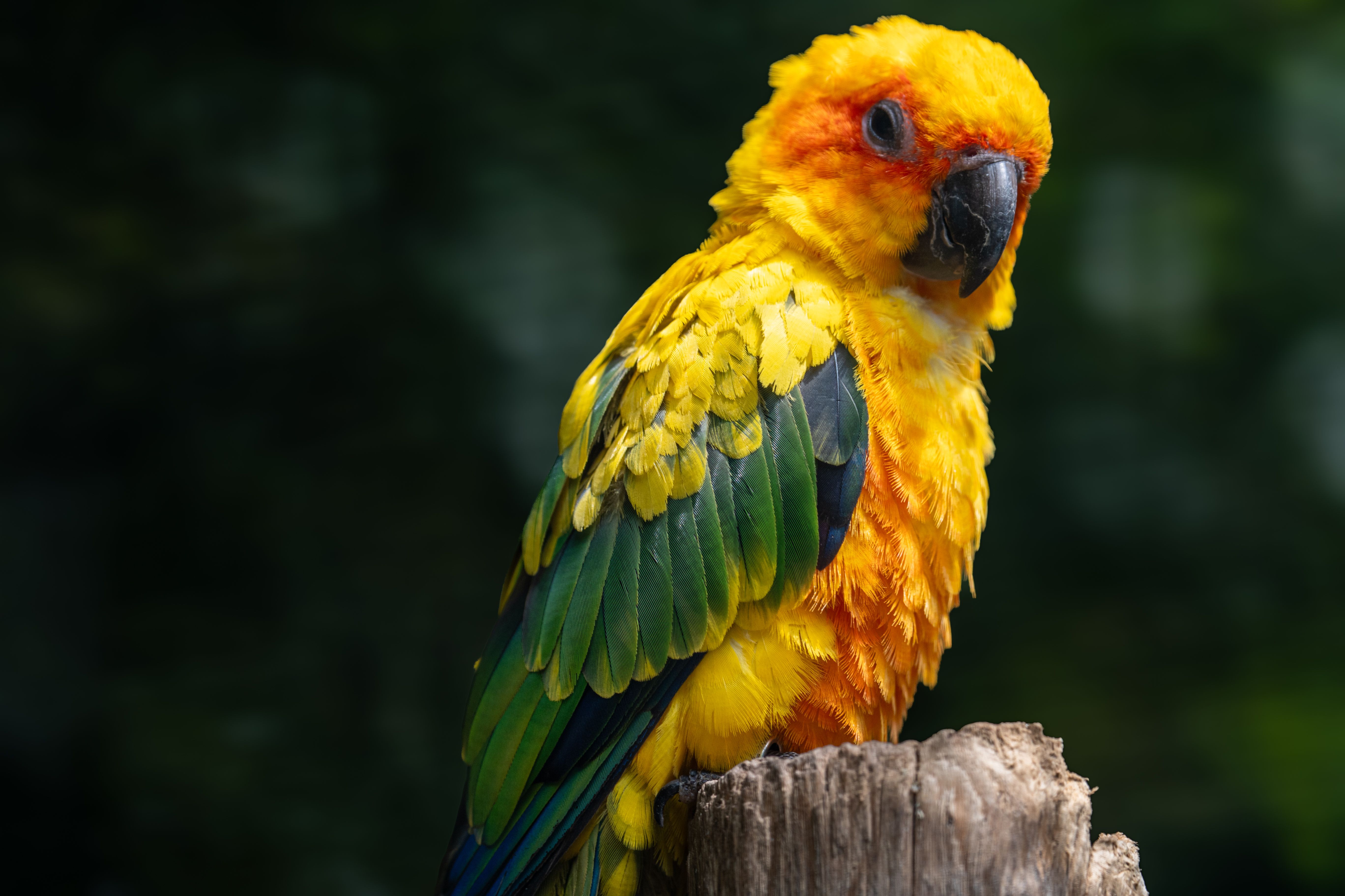 Outdoor Parrot Photos, Download The BEST Free Outdoor Parrot Stock ...