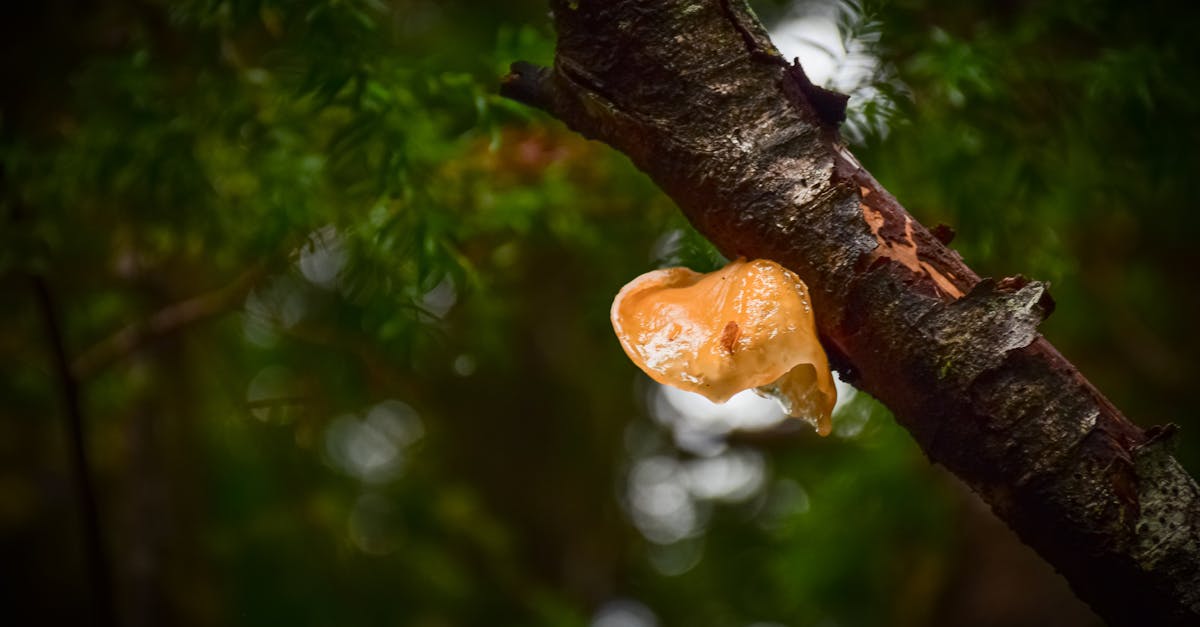 The Static Bloom 1 image text