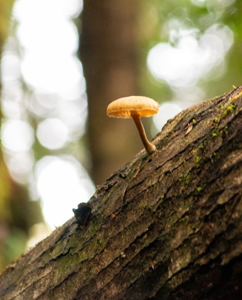 Free A lone mushroom ascends a mossy log in a sunlit forest, showcasing nature's growth. Stock Photo