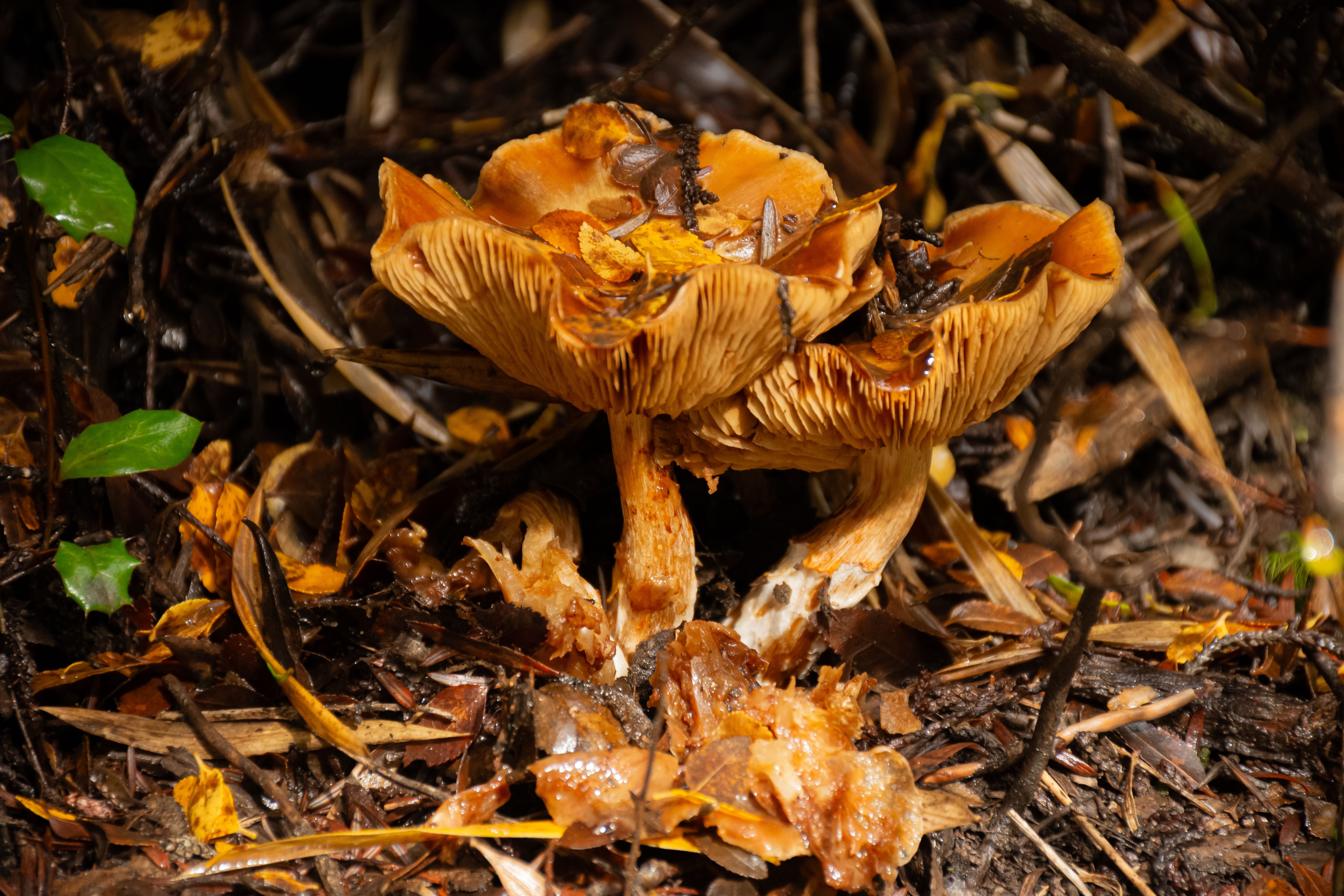 Wild mushrooms growing on the forest floor near San José del Pacífico, Oaxaca