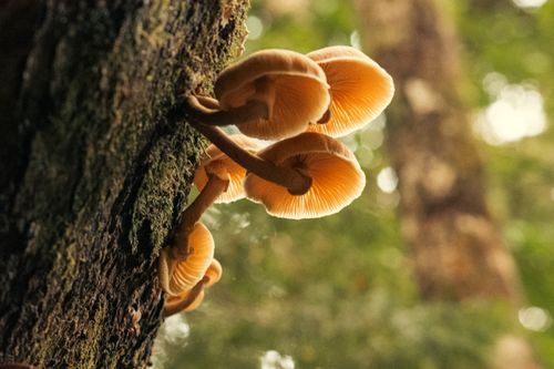 Free Captivating macro shot of golden mushrooms growing on tree bark in a lush forest setting. Stock Photo