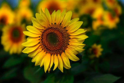 Close-up of a vibrant sunflower in full bloom, showcasing its bright yellow petals and intricate details.