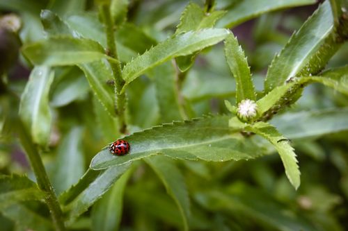 Free Close-up shot of a ladybird on a green leaf amidst lush garden foliage. Stock Photo