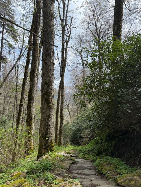 Explore Great Smoky Mountains National Park things to do in tennesse