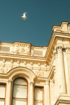 Classical building facade with a seagull in flight against a clear sky, highlighting architectural elegance.