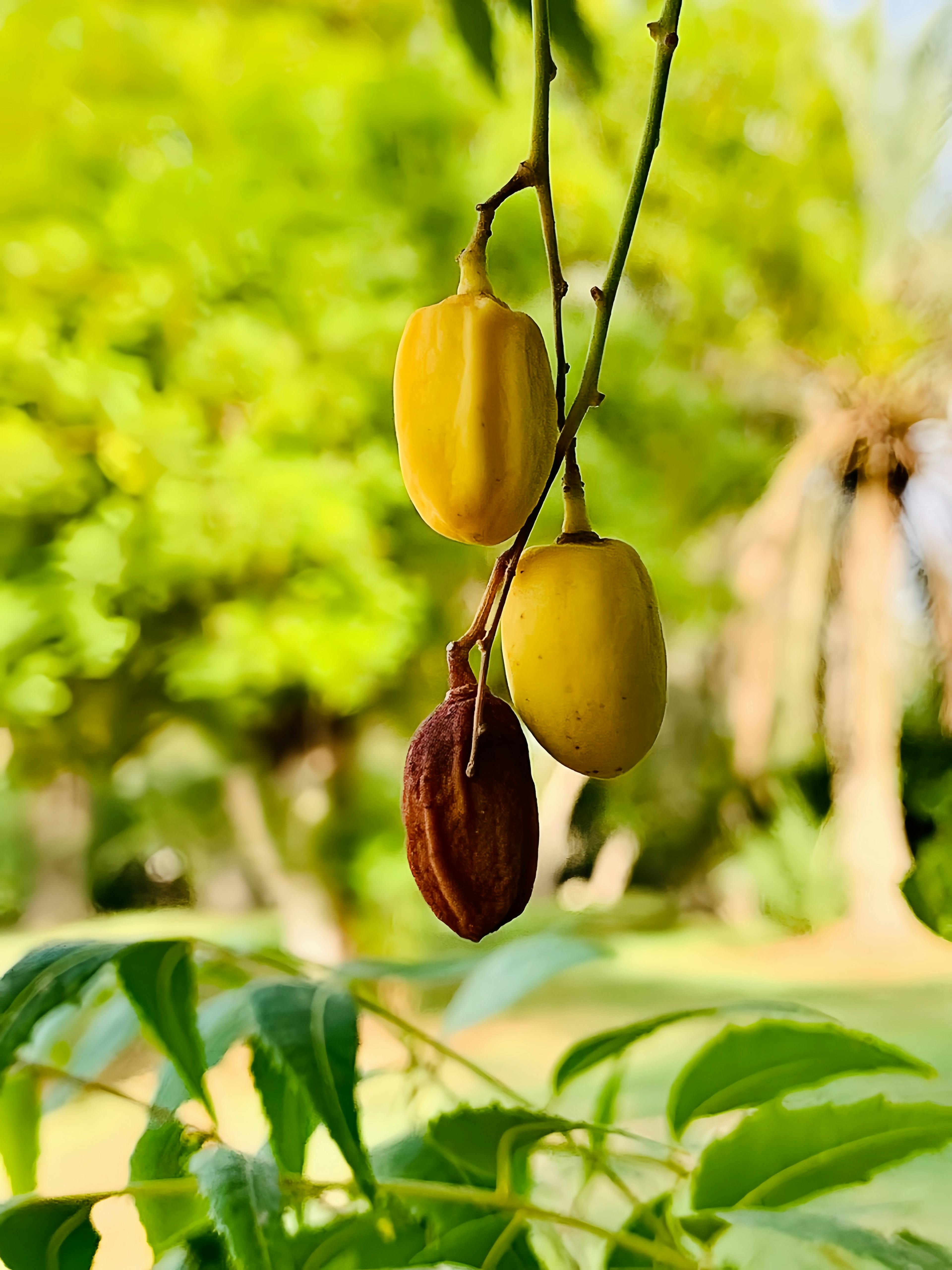 Up-close shot of ripening dates hanging on a tree branch with lush green background.