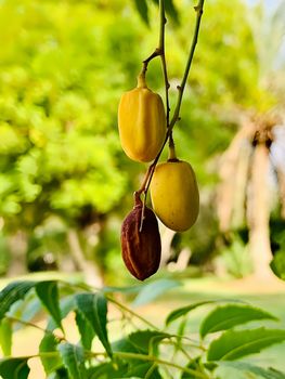 Sun - Ripened California Dates