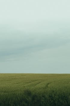 Wide landscape of a lush green field under a calm, cloudy sky in Belarus.
