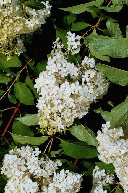 Enjoy the vibrant display of white hydrangeas against lush greenery in a botanical garden setting.