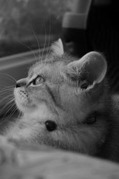 A captivating black and white cat portrait highlighting the cat's serene expression.