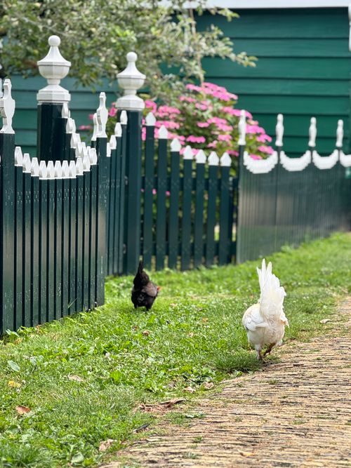 Free Chickens wandering beside a green wooden fence surrounded by blooming flowers, capturing rural charm. Stock Photo