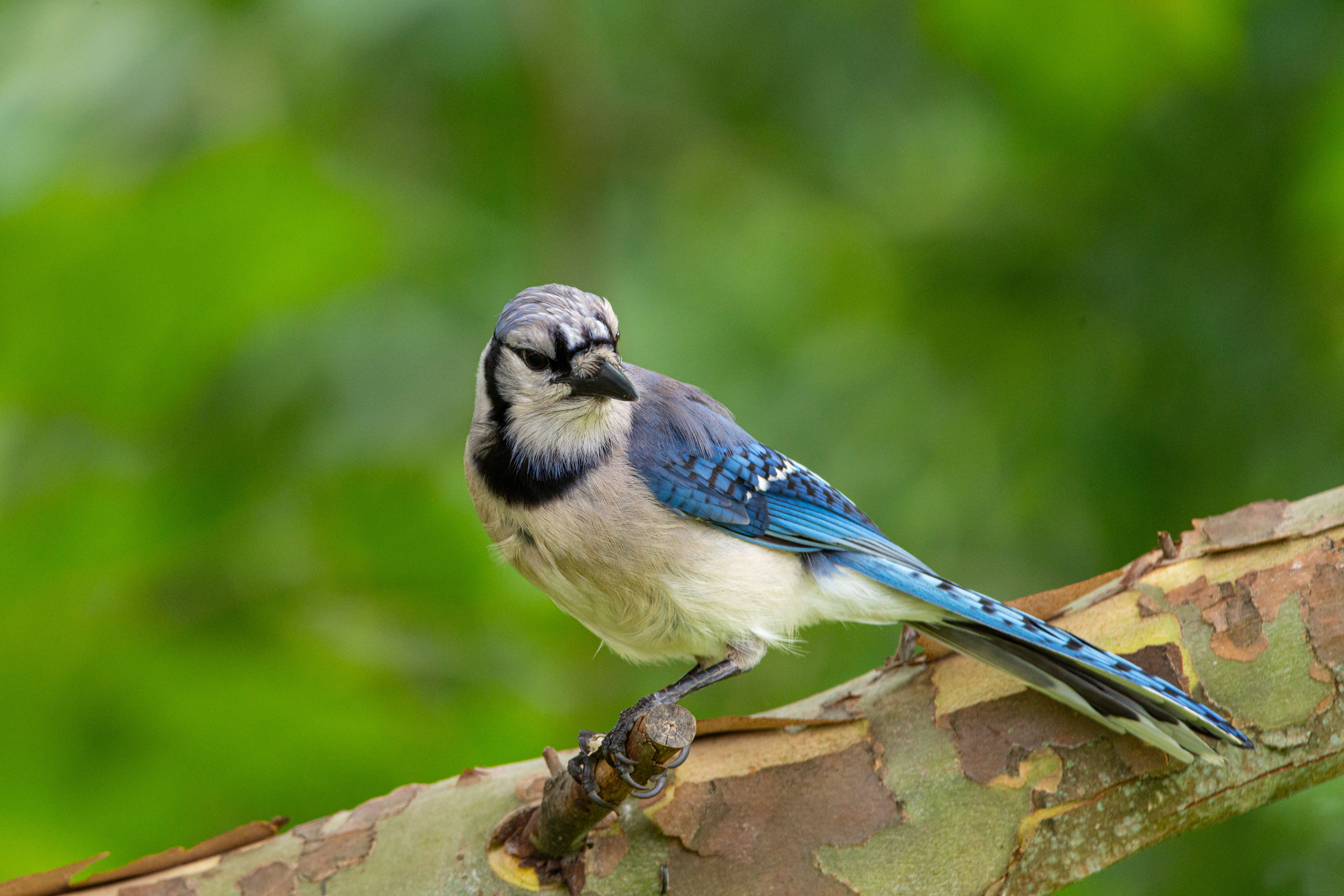 50 Common Birds Of North America