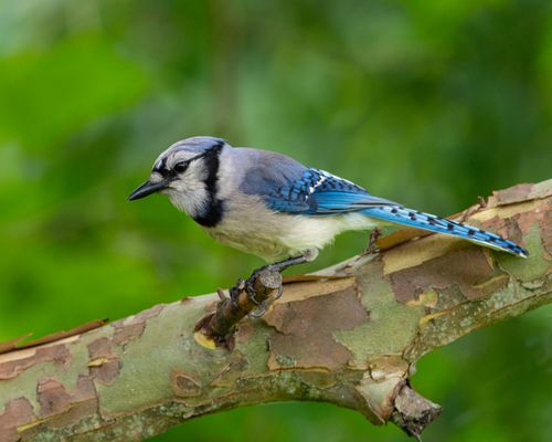 Free Close-up of a Blue Jay on a branch with bright green foliage background in Canonsburg, Pennsylvania. Stock Photo