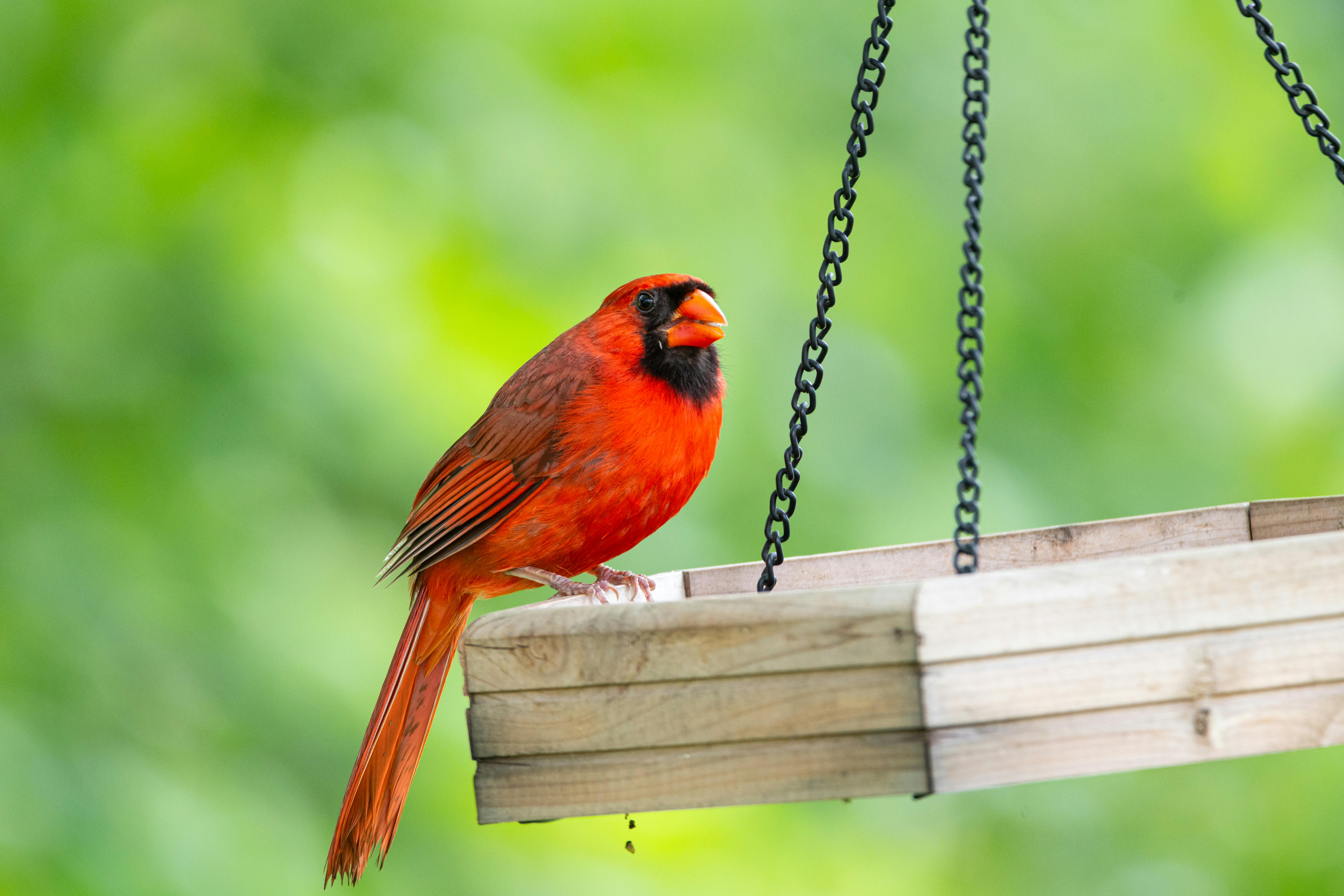 50 Common Birds Of North America