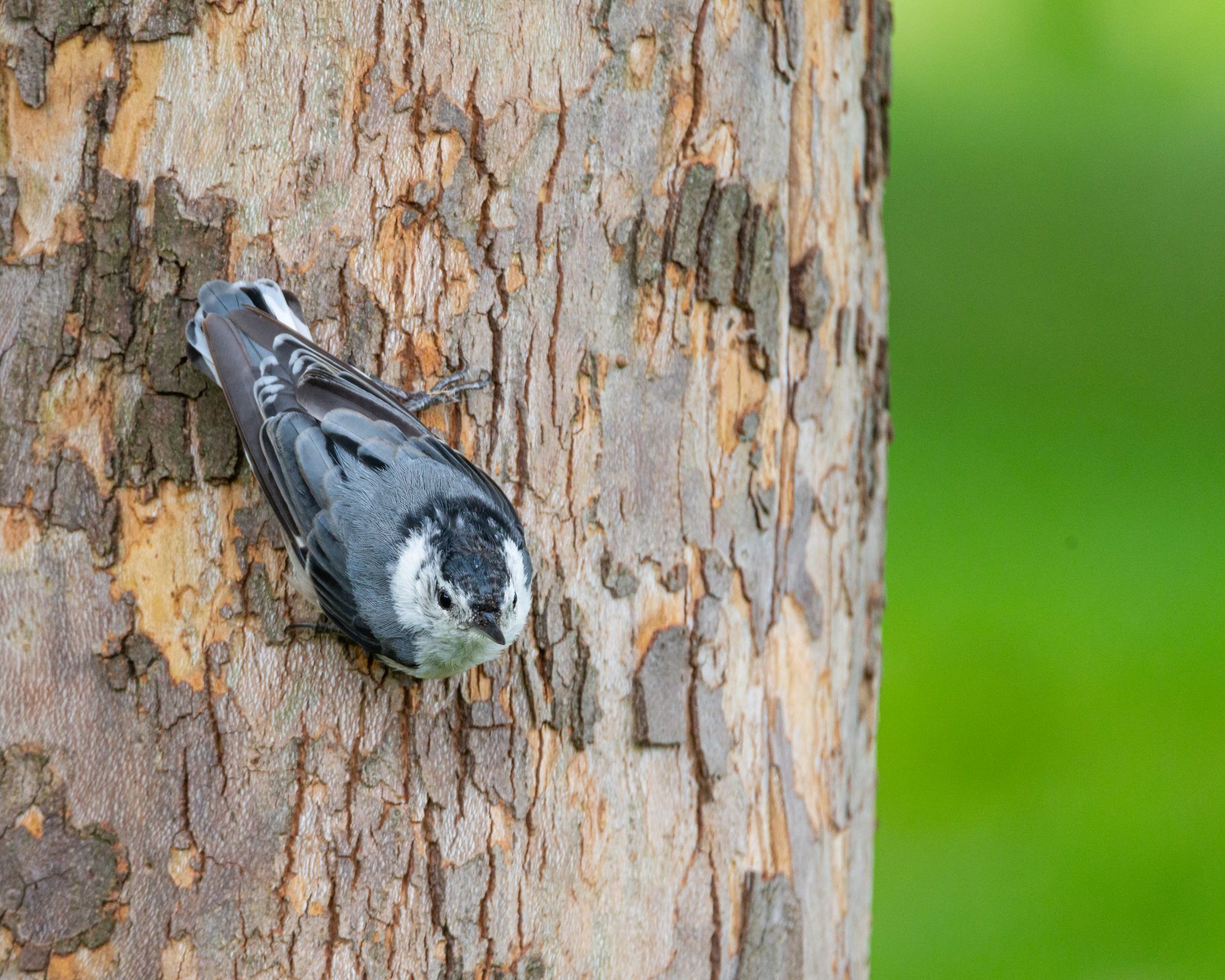 A white-breasted nuthatch perched on a tree in Canonsburg, Pennsylvania.