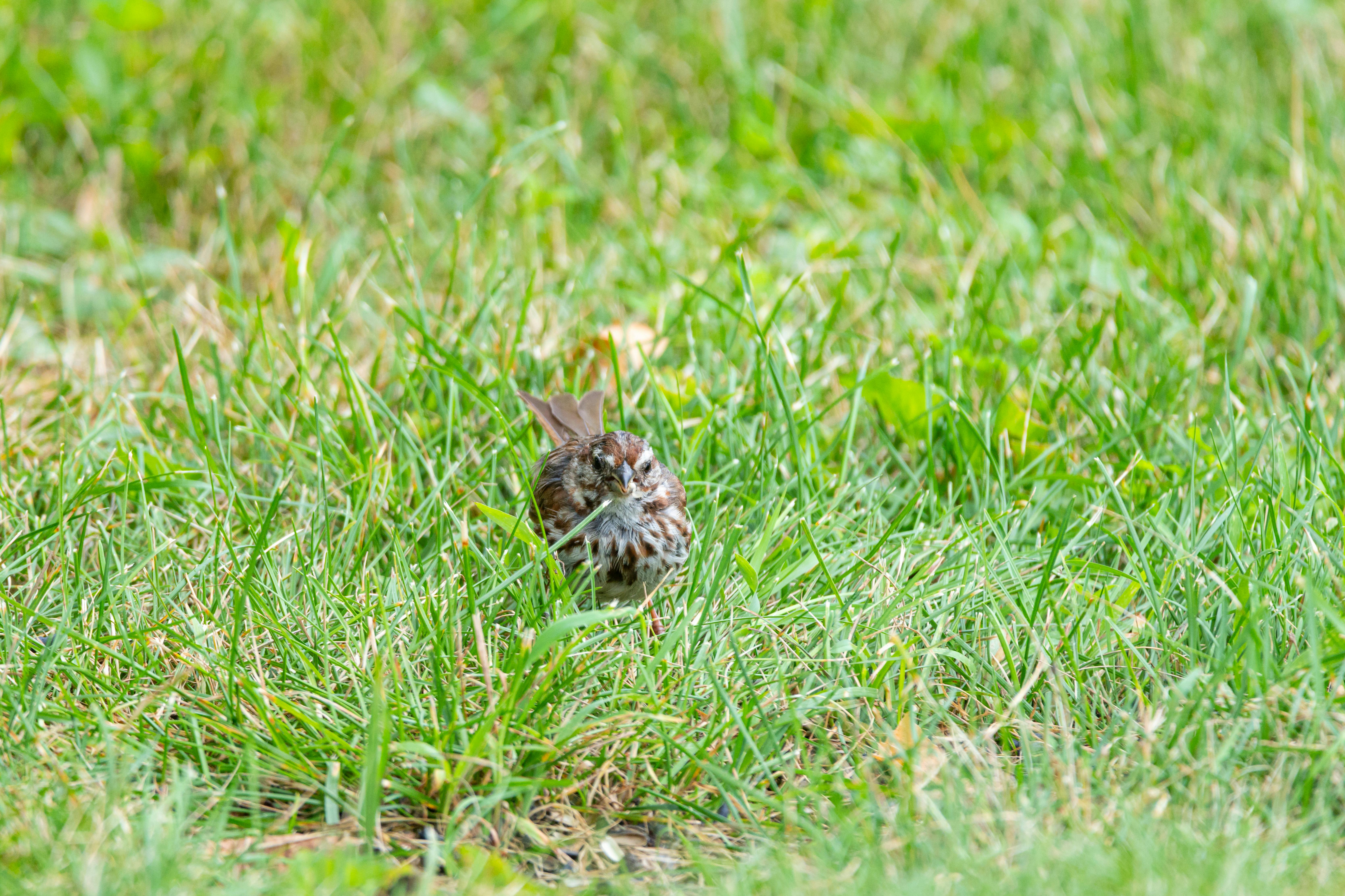 50 Common Birds Of North America