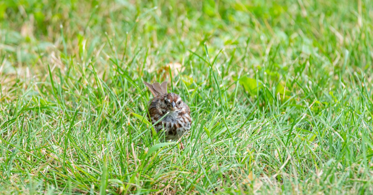 A Song Sparrow (Melospiza melodia) camouflaged in the grass in Canonsburg, showcasing nature's blend of bird and environment.