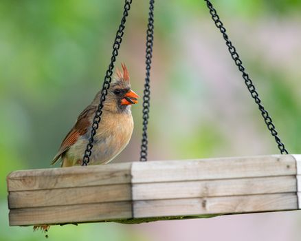 A colorful cardinal perched on a wooden platform feeder outdoors in Pennsylvania.