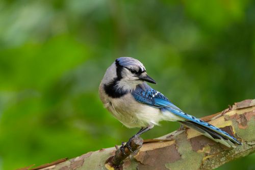 Free A vibrant blue jay resting on a branch in Canonsburg, Pennsylvania, USA. Stock Photo