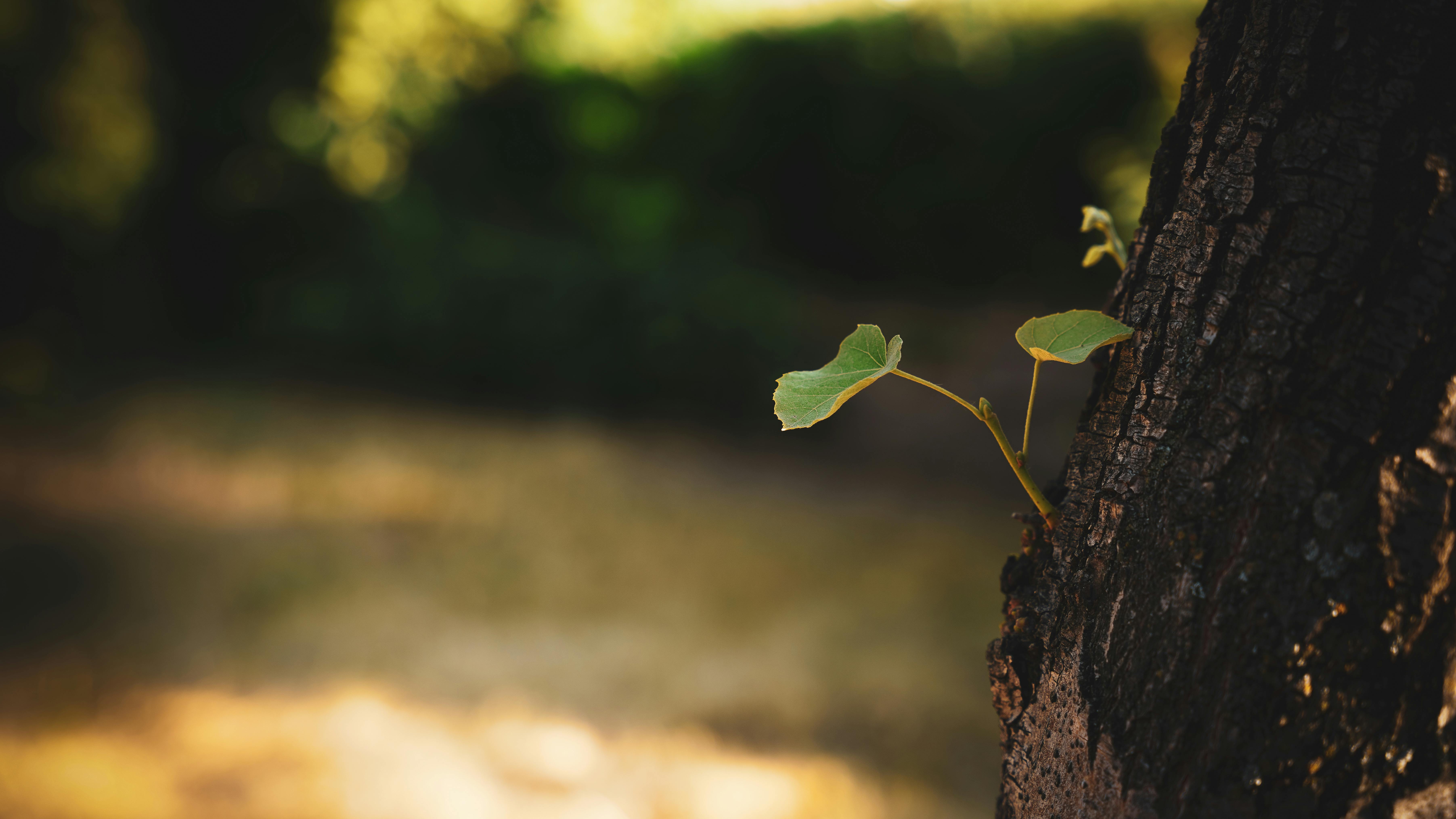 A small plant emerges from a tree trunk in a sunlit forest, symbolizing new growth.