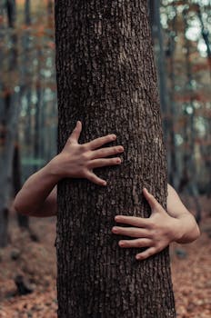 宁静的秋季森林中，特写镜头里双手拥抱着树干