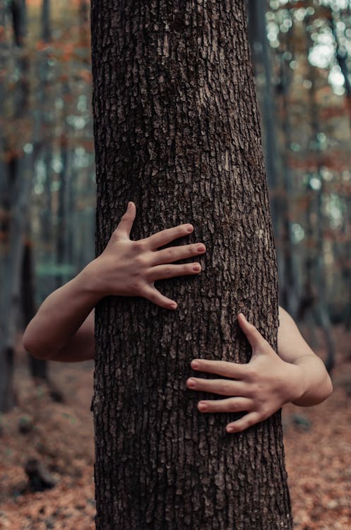 Person's Hand on Tree Trunk