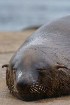 A cute fur seal sleeping peacefully on a coastal rock, ocean in background.
