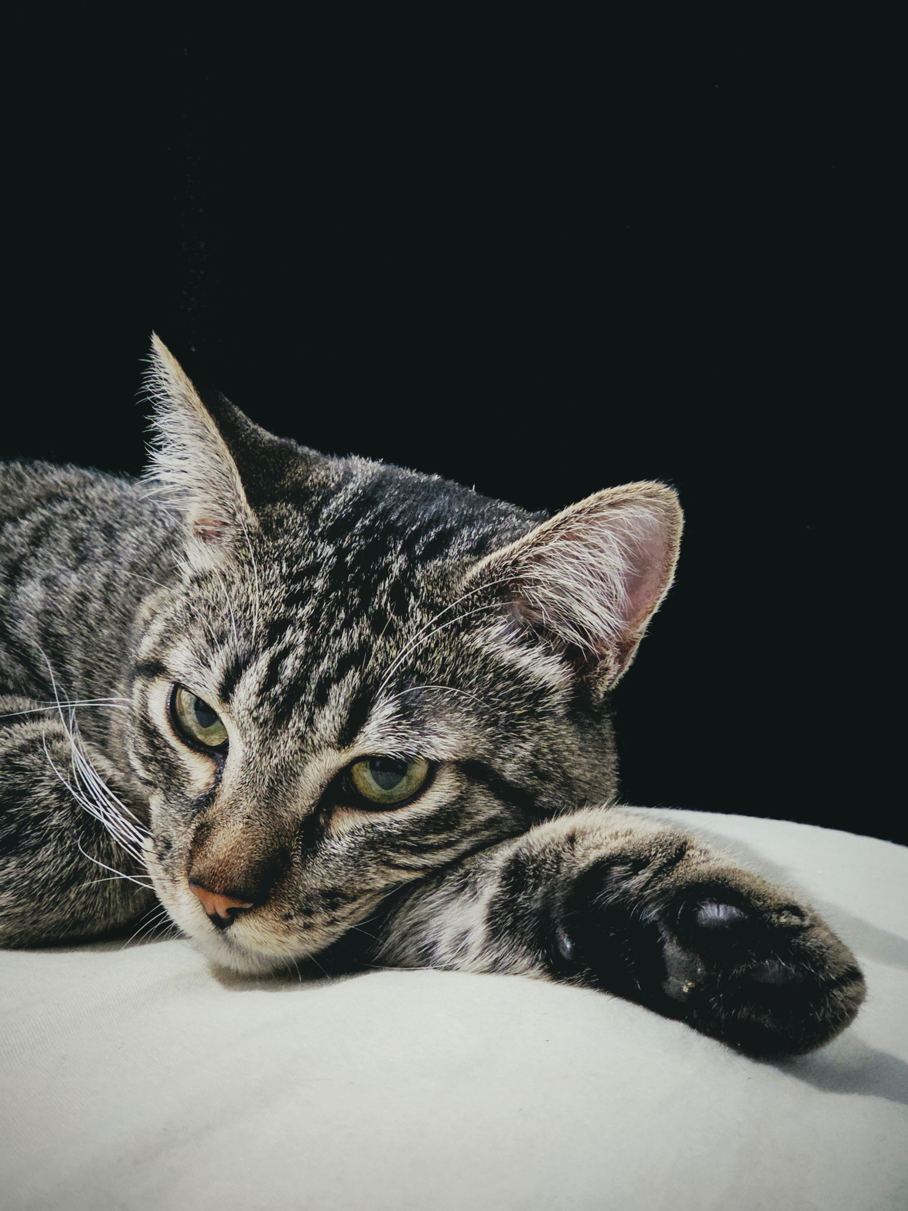 Close-Up Portrait of a Relaxed Tabby Cat · Free Stock Photo